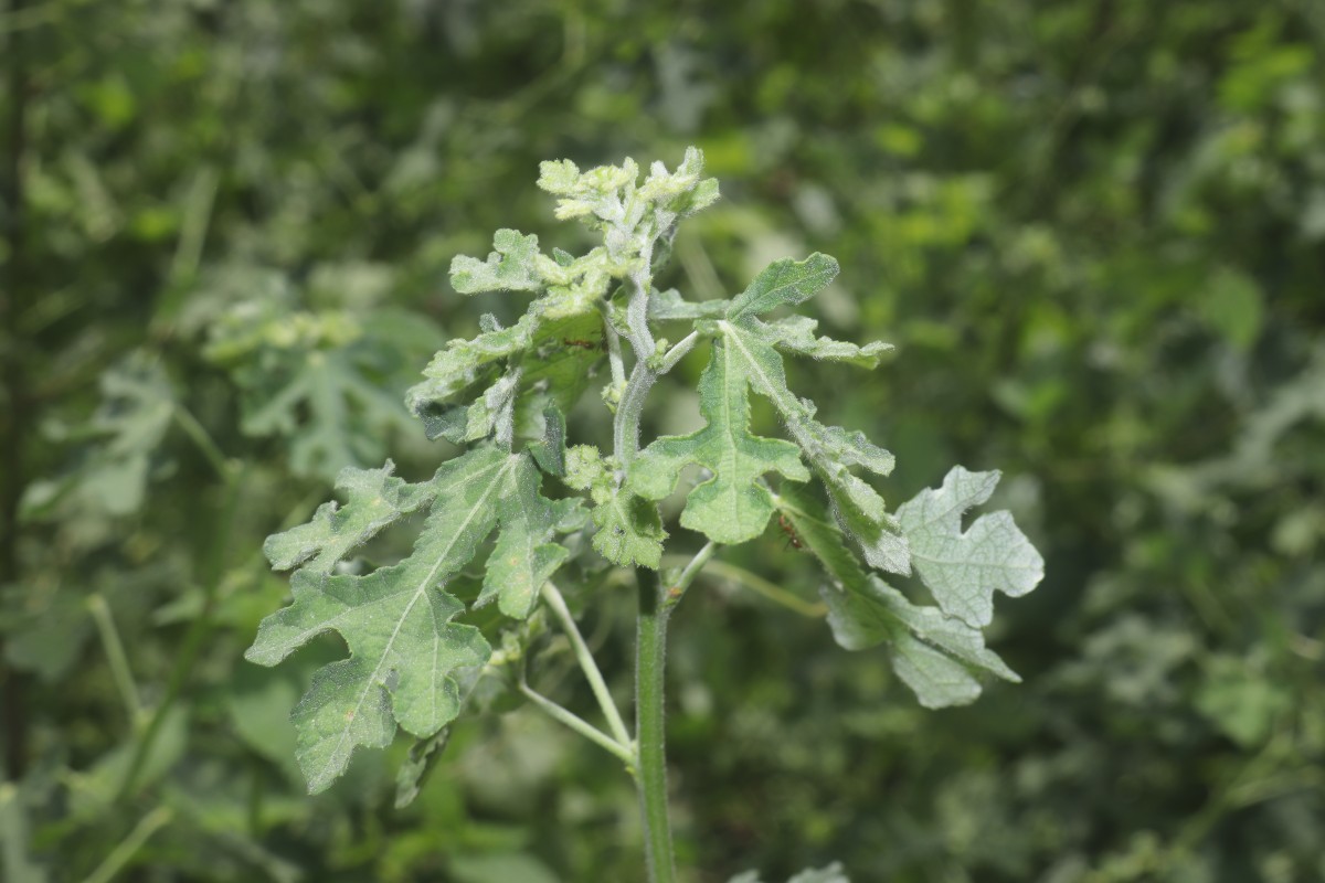 Urena lobata subsp. sinuata (L.) Borss.Waalk.